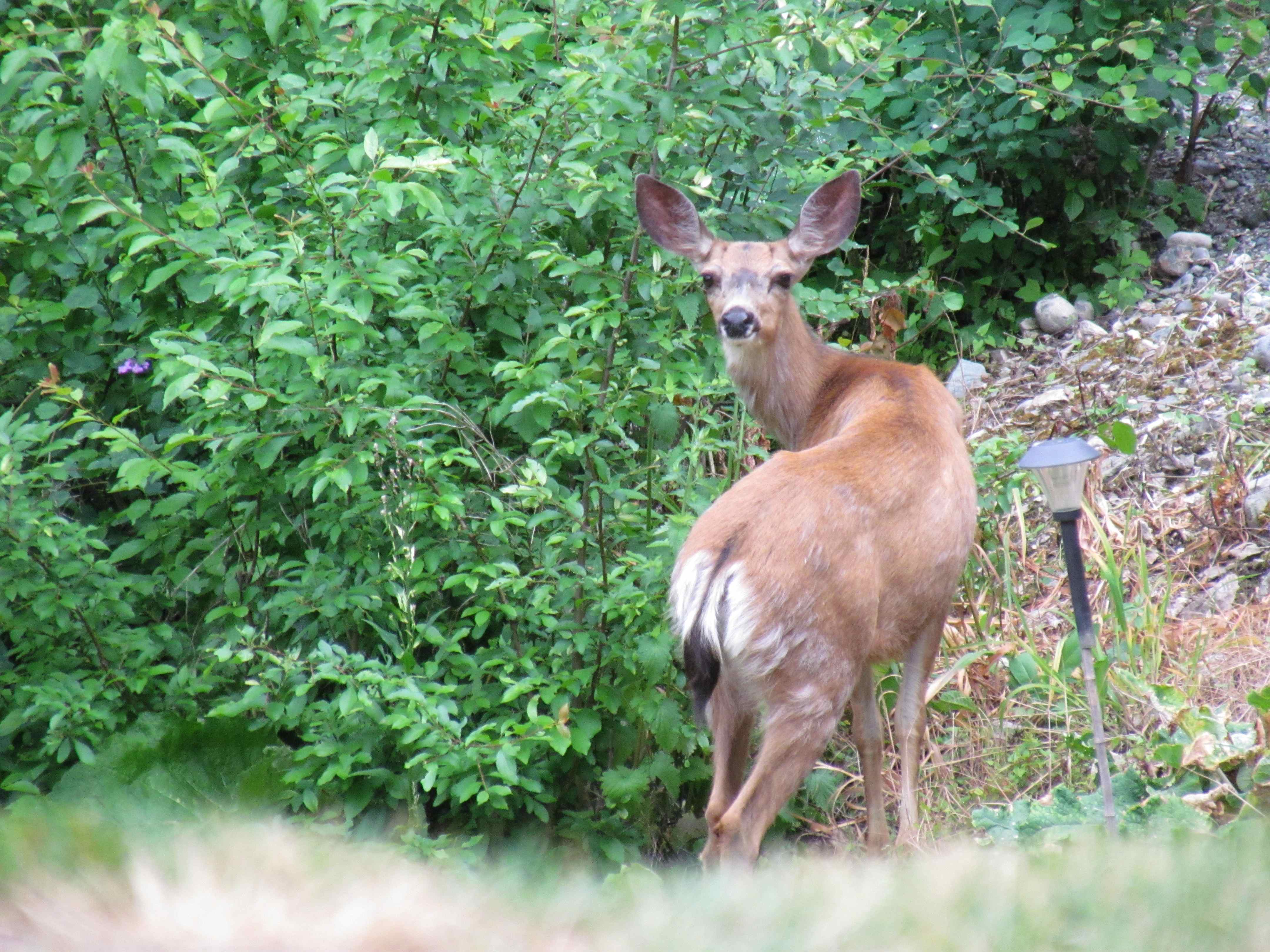 Deer Bambi kills more hunters than bears