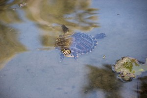 hungarian turtle