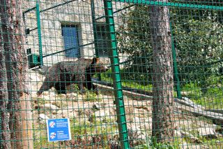 zoobear lake balaton zoo
