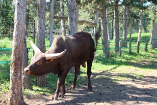 zoobull veszprem zoo