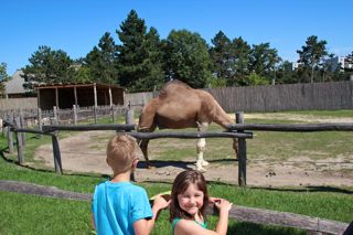 zoocamel zoo veszprem