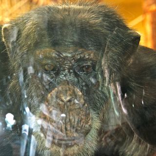 zoochimp Zoo Veszprem Lake Balaton