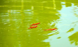 zoofish hungary