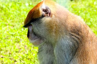 zoomonkey Near Lake Balaton, Veszprem