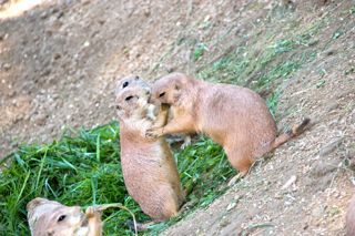 zooprairiedog Zoo near Lake Balaton Veszprem
