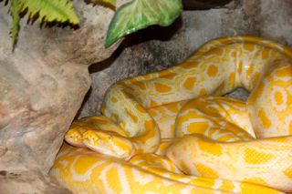 zoopython ZOo in Veszprem