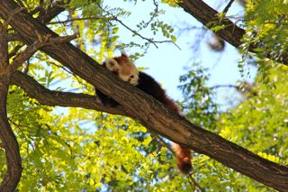 zooredpanda Lake Balaton Zoo