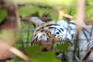 montpelier zoo