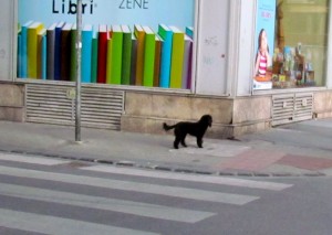 blackdog