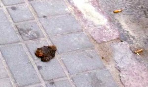 dogcrap