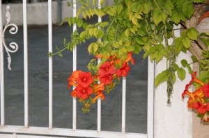 garden3