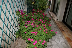 garden5