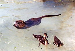 coypu3