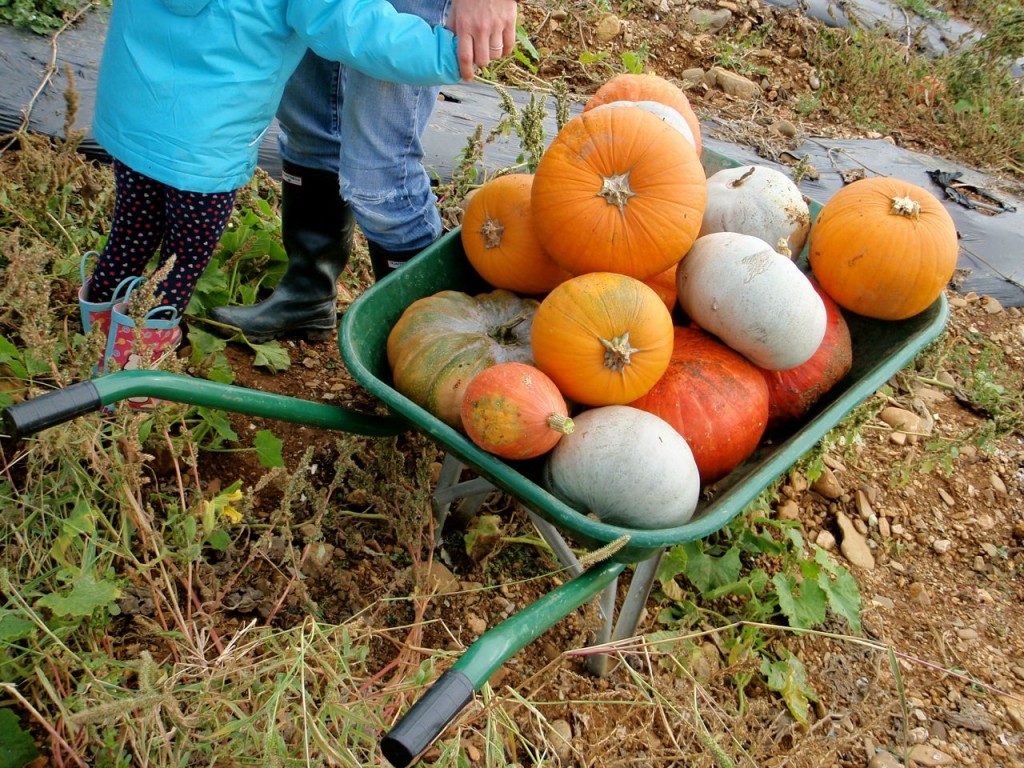 OLYMPUS DIGITAL CAMERA pumpkin patch