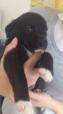 pup2