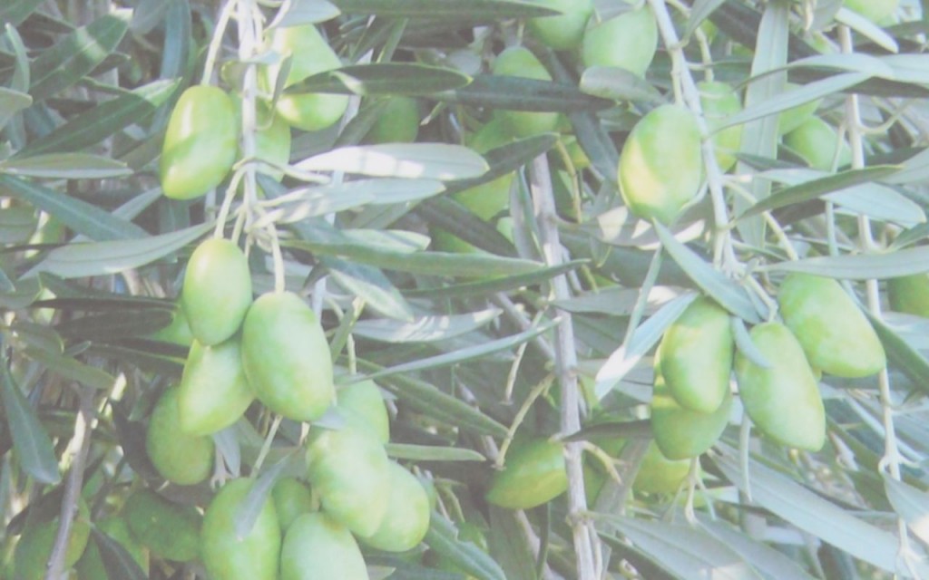 this specialty variety is grown exclusively in France