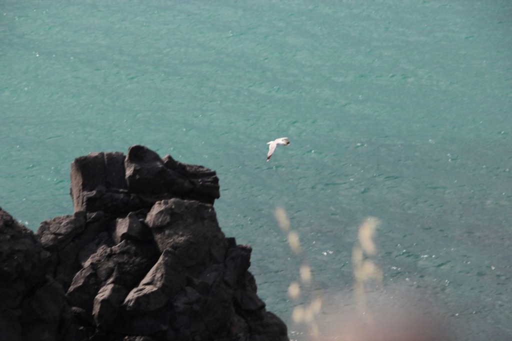 Bird in wind