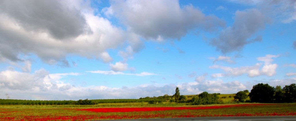 poppies on route