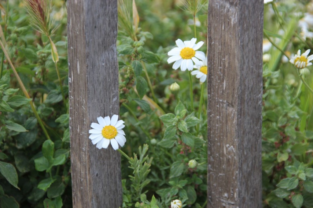 Peeking daisies