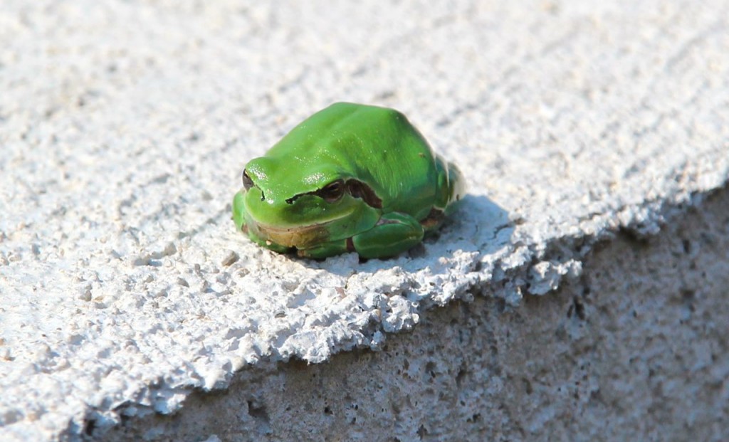 sharing nature with kids