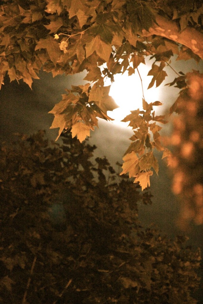 Pretty picture of the moon as I play with my camera