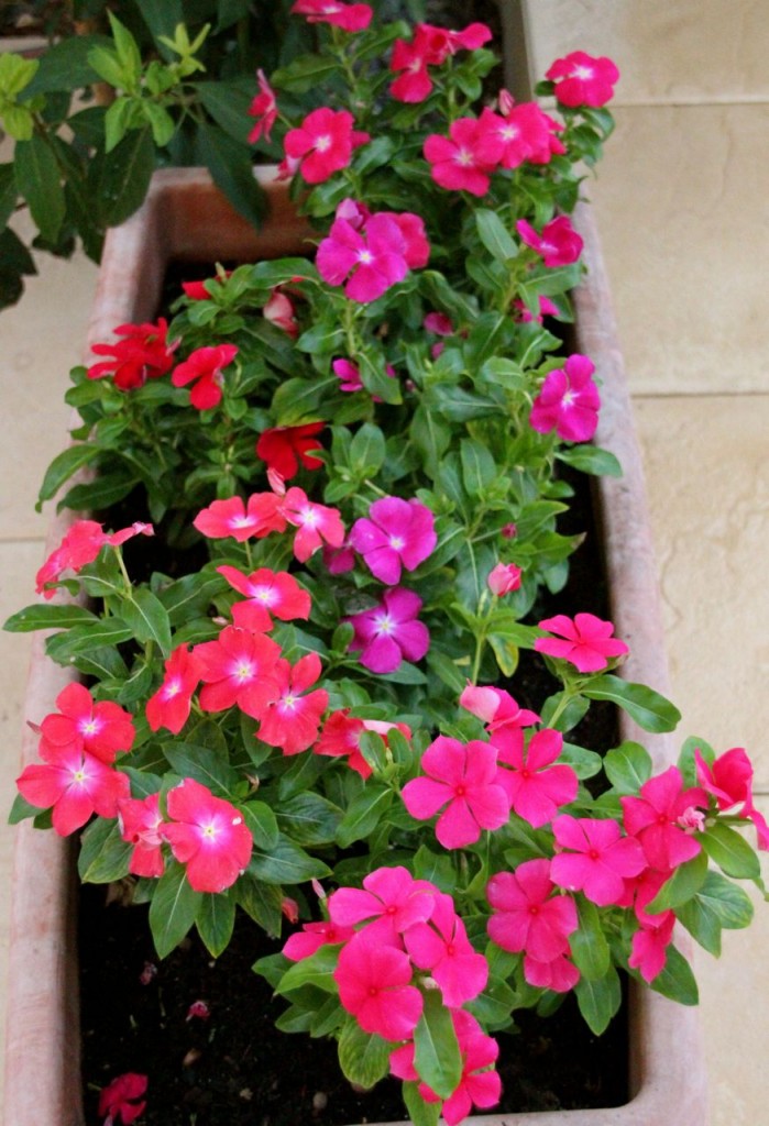 A splash of colour in the garden