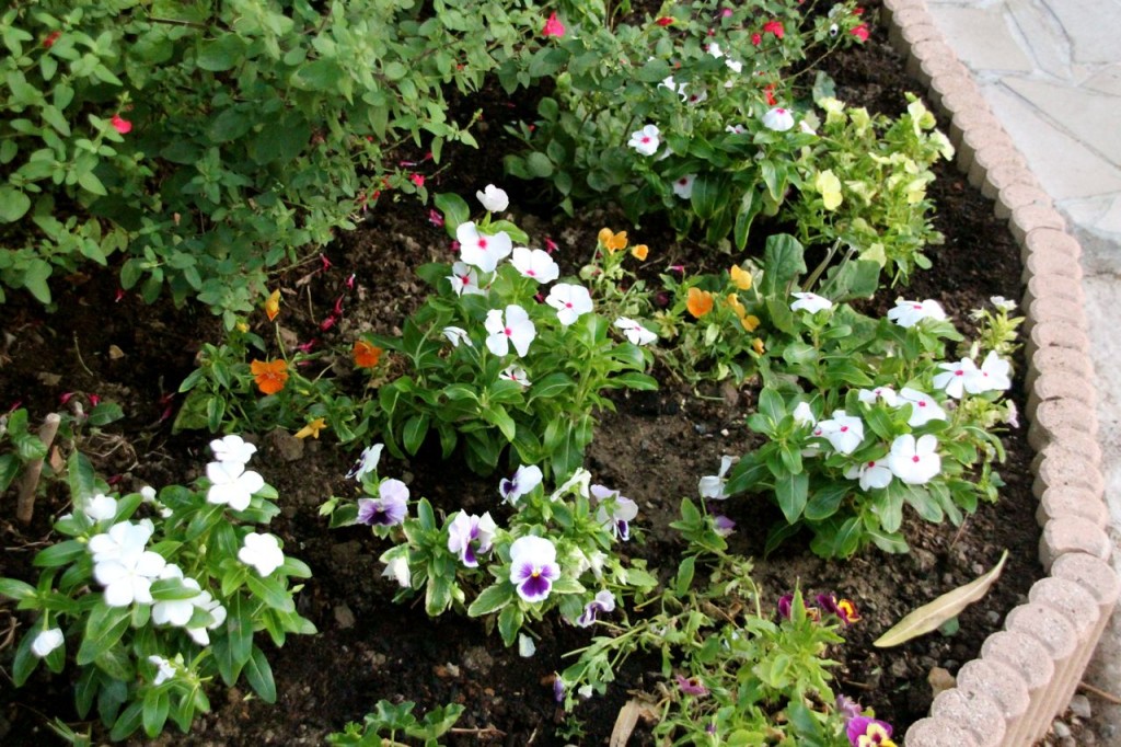 When these grow together it will be stunning