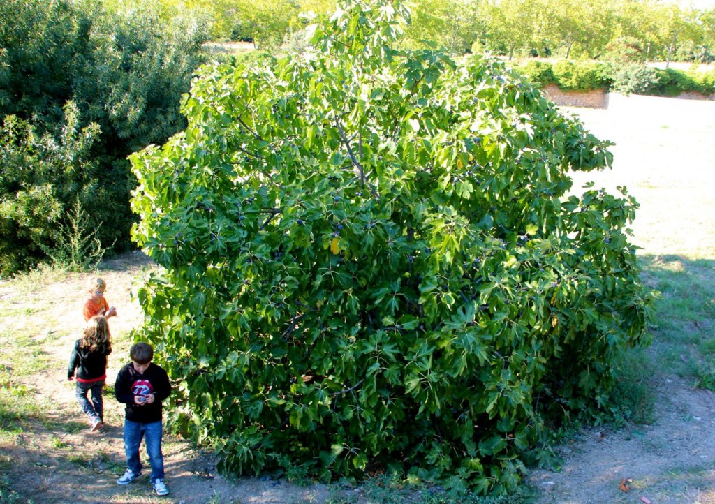 castle fig tree