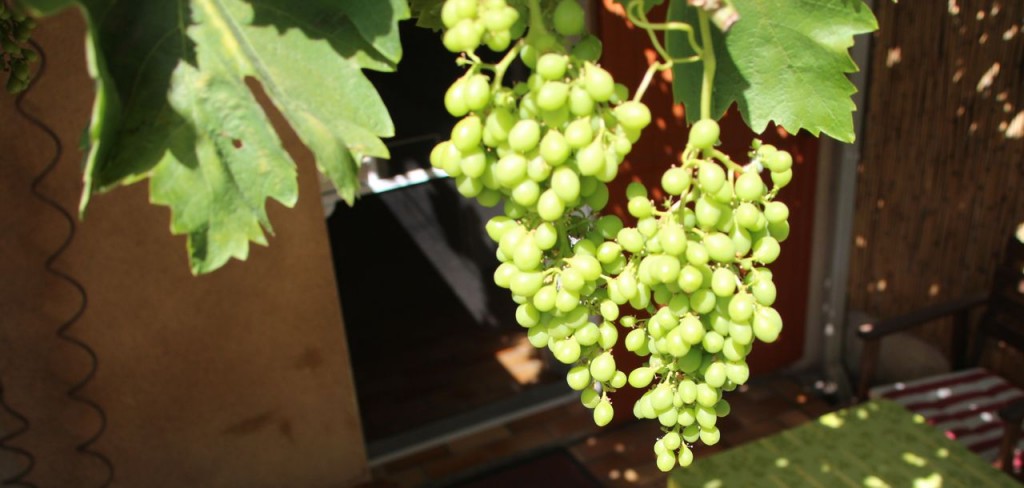 Ripen Table Grapes