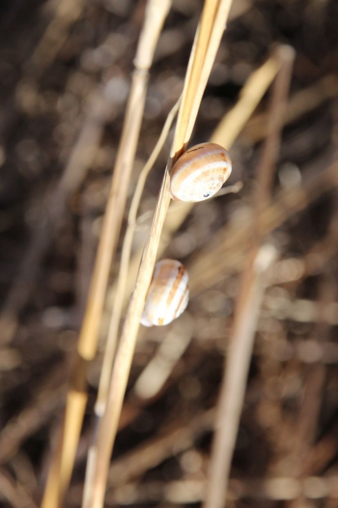 snails