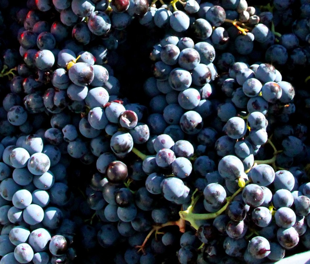 Fall = Grape Harvest