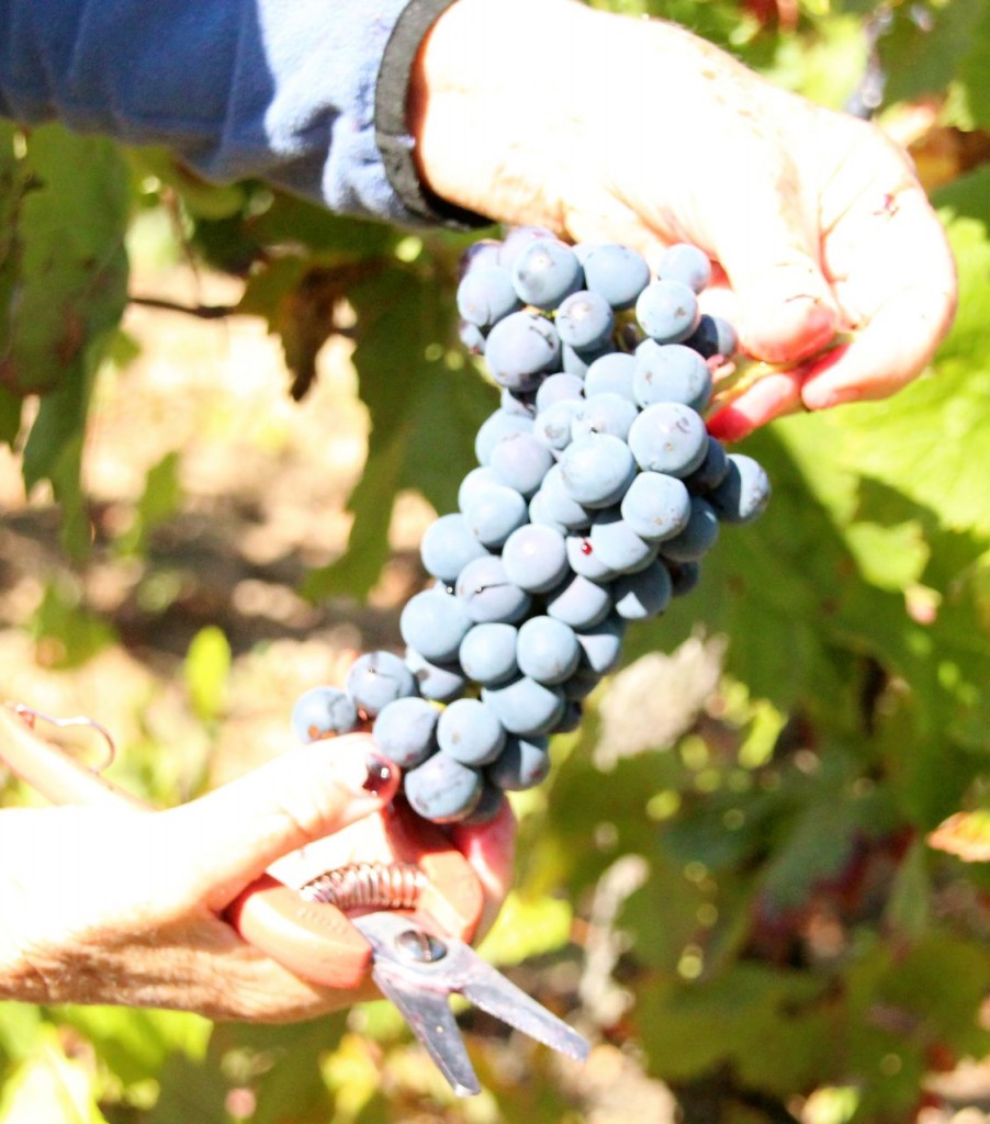 Picture perfect bunch of grapes