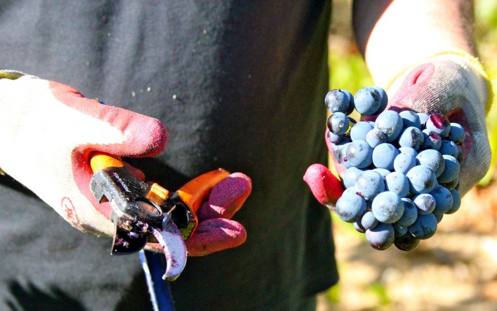 Our hands drip from bleeding grapes as we harvest