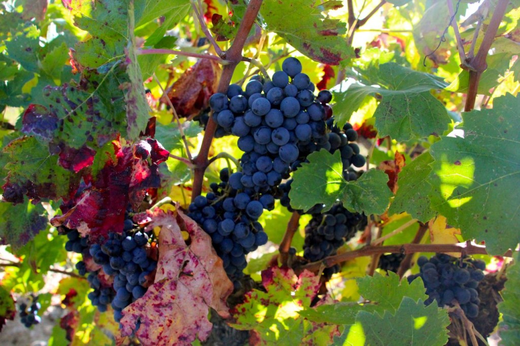 love the contrast of colour this time of year