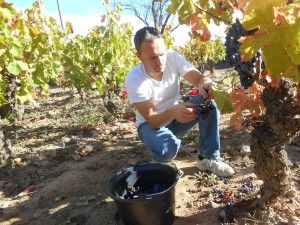 Alfonz harvesting carignan grapes for Domaine Lou Cayla