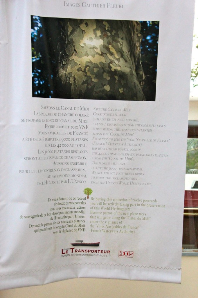 They are dedicated to their work, raising money for the preservation of the plane trees along the midi