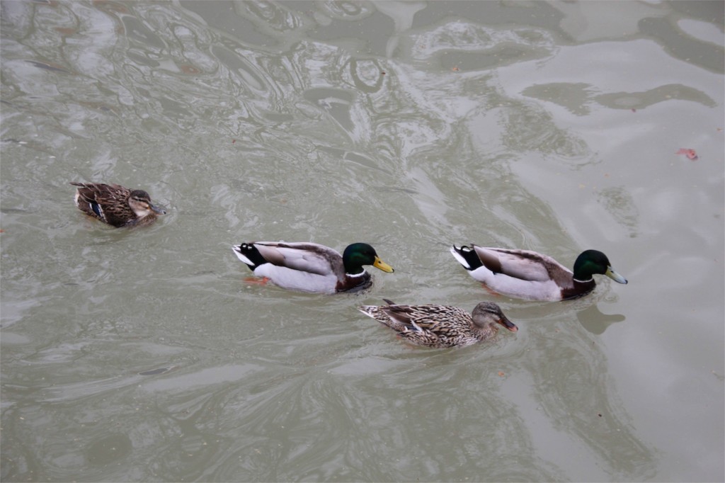 Ducks Canal du Midi