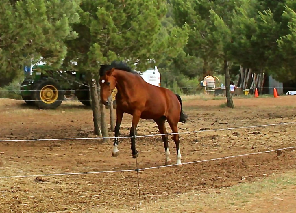 Appaloosas du Pech