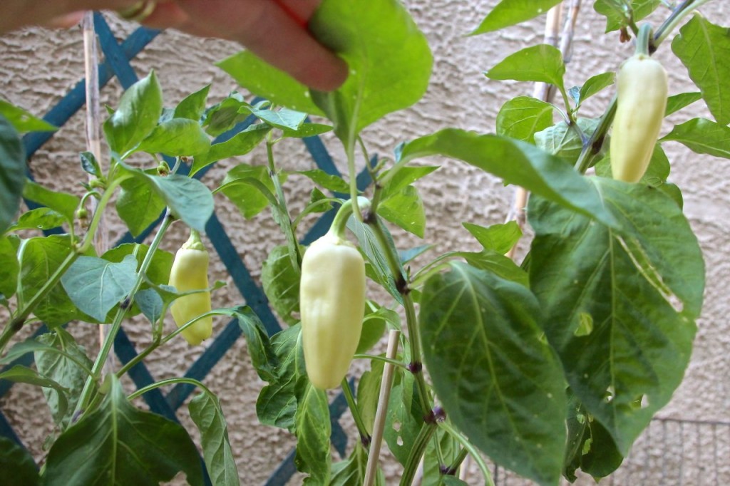 Hungarian peppers