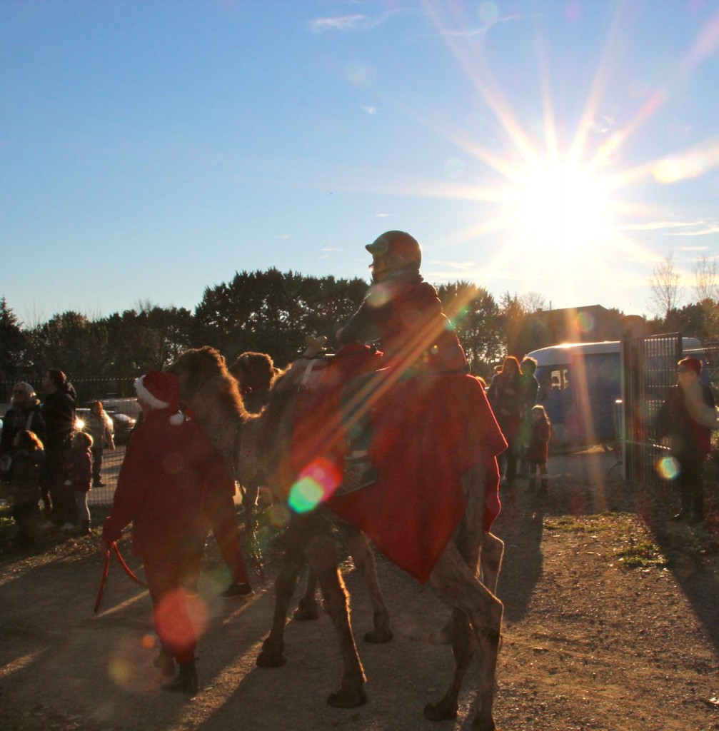 camel in Capestang