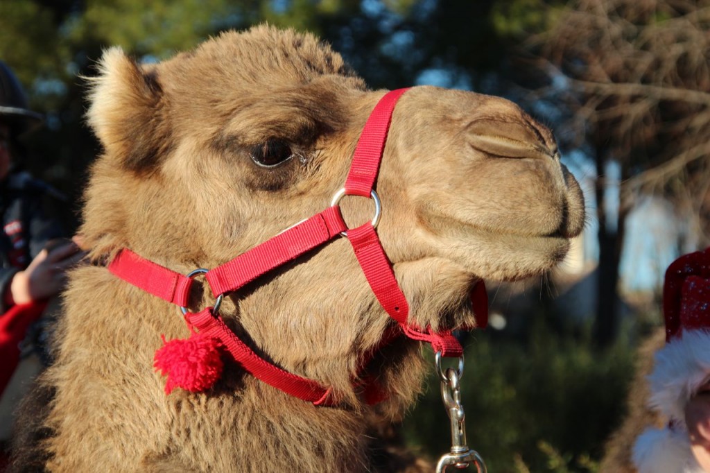 Camel rides Capestang