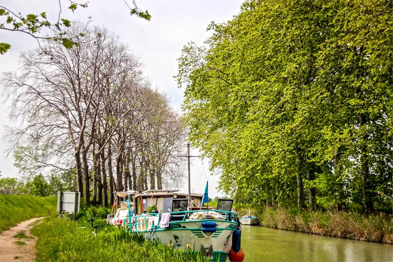 Capestang trees