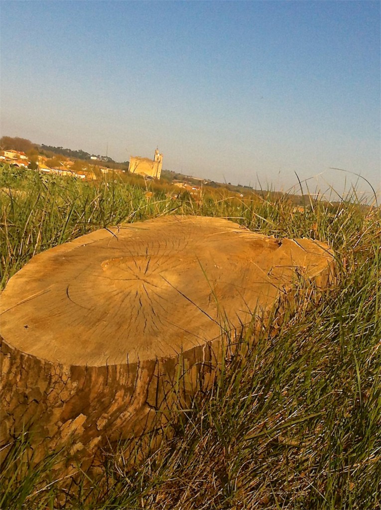 new views along the canal du midi after the trees come tumbling down