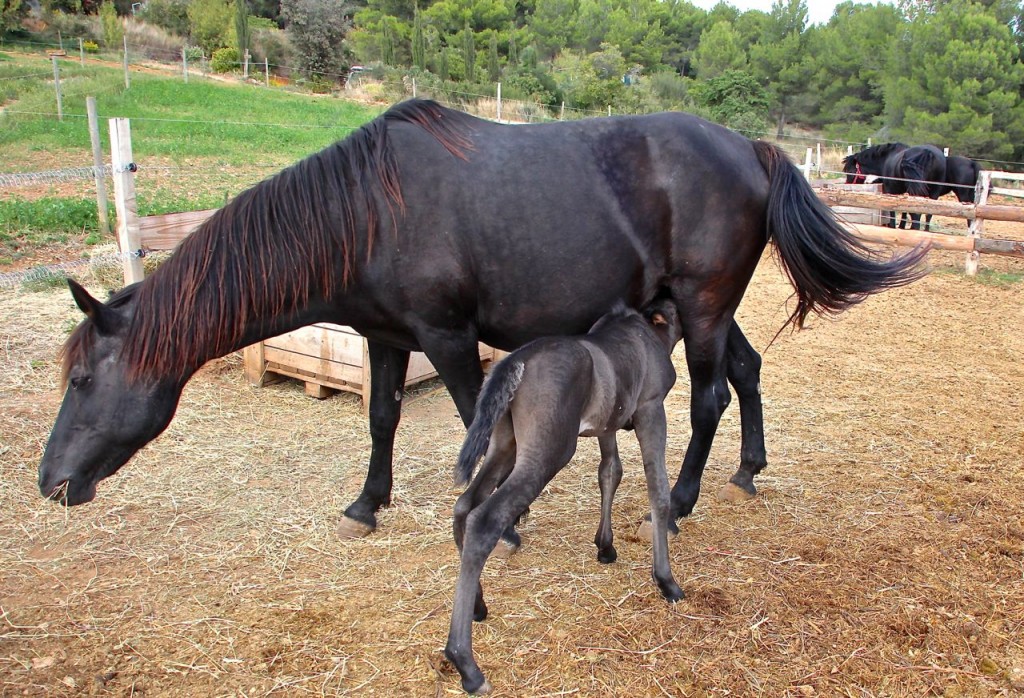 La Fount Del Bosc - baby horses