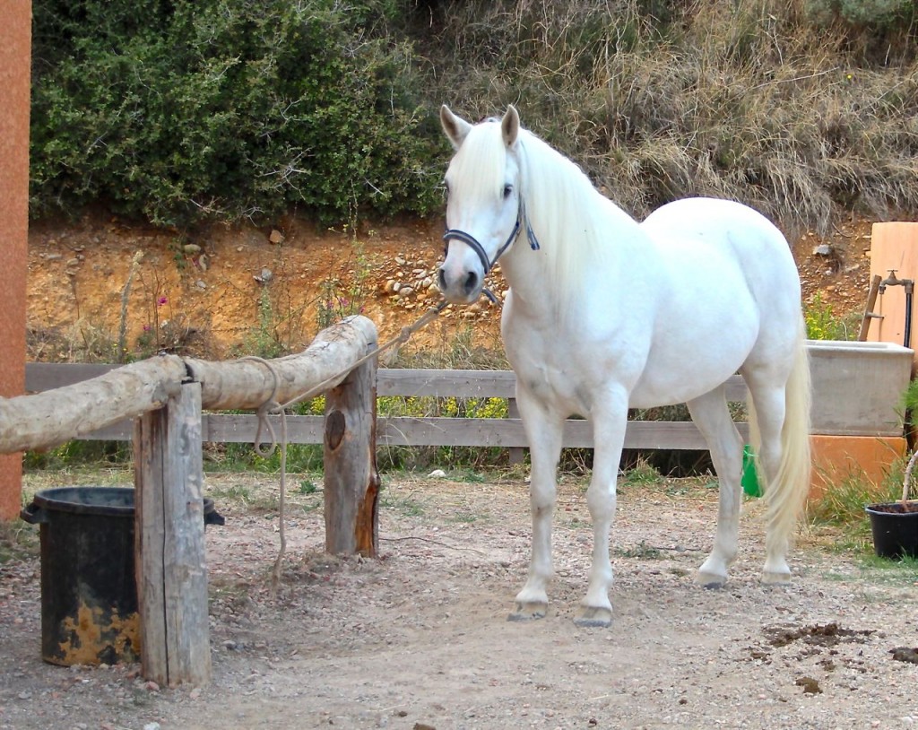 Cors et Crins