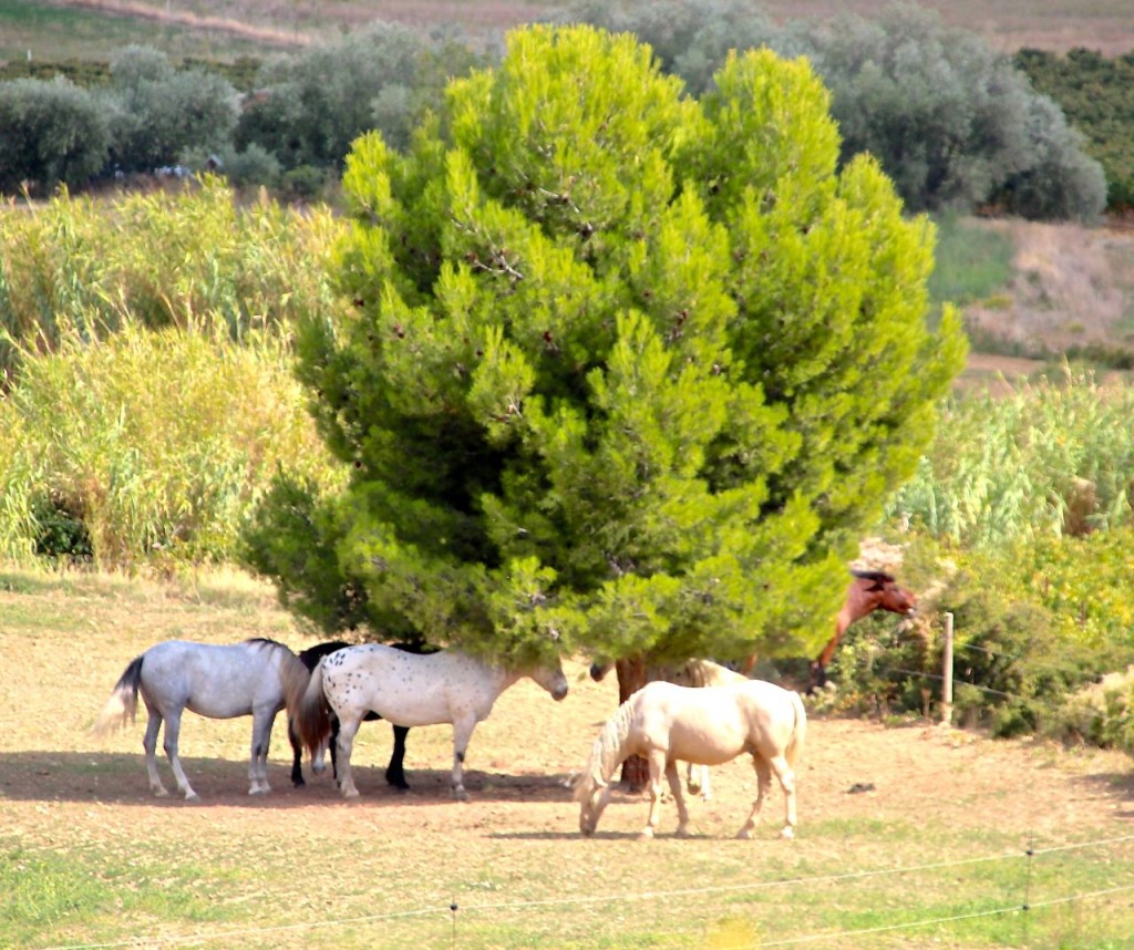 Home on the range, Horse Ranch La Fount del bosc