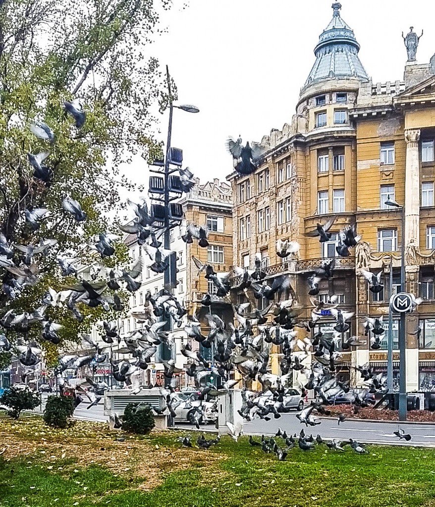 deak ferensz terre