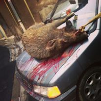 wild boar of Capestang