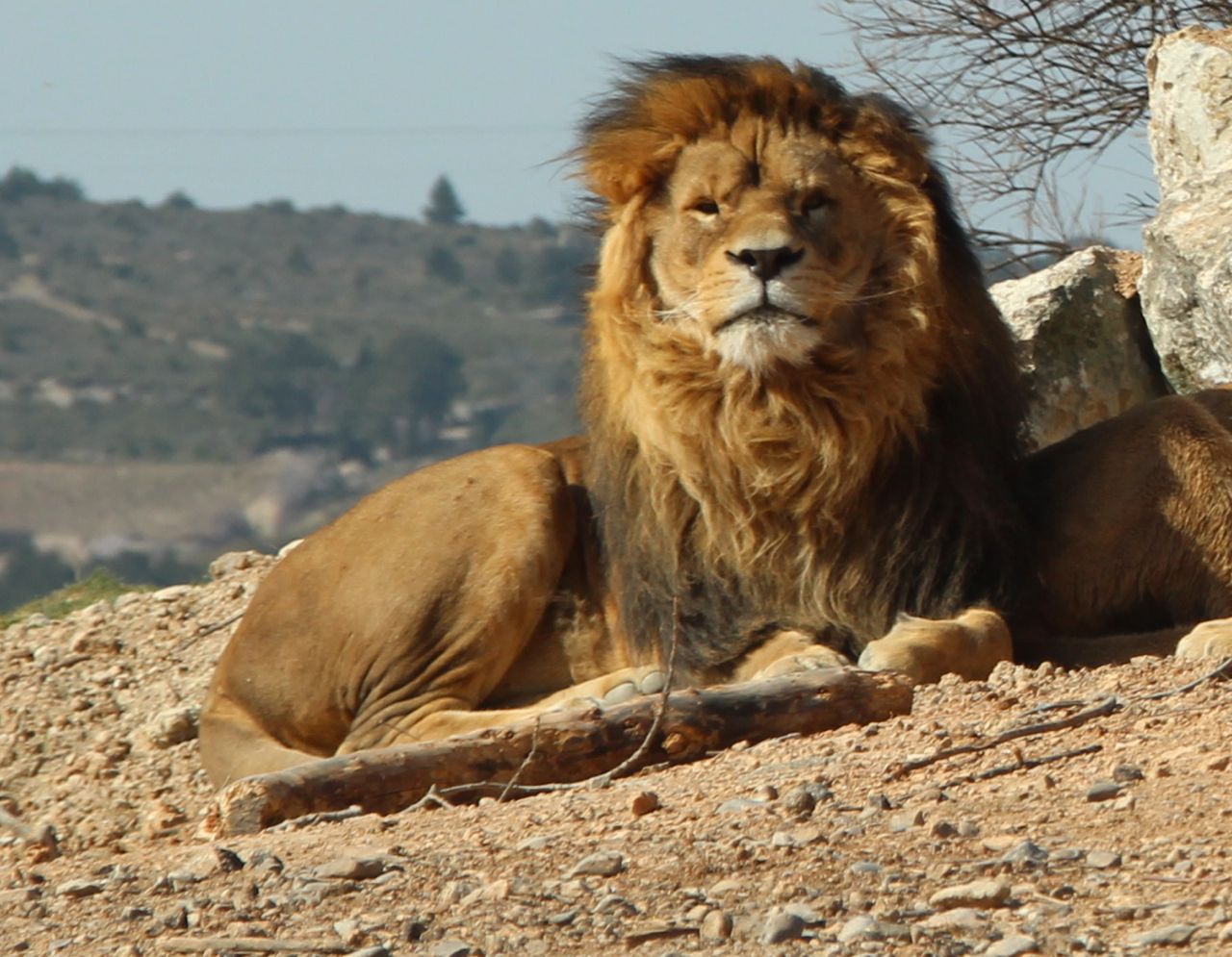 Lion King
