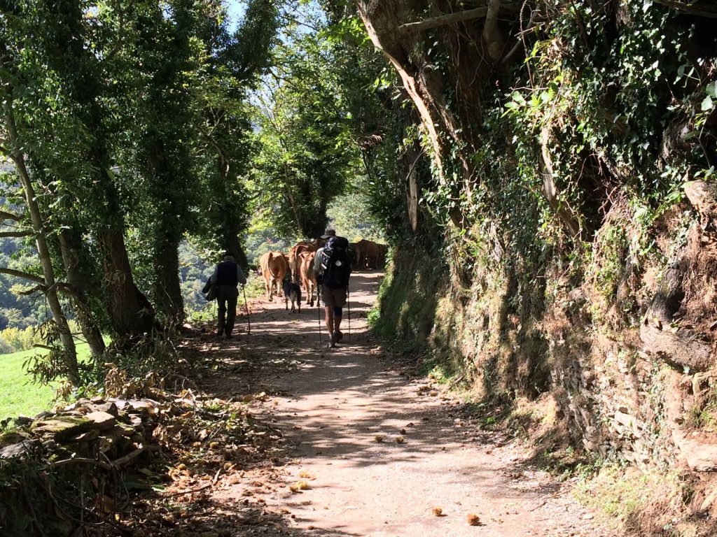 camino from France